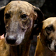 Image for article titled Hey, Buds? The Westminster Dog Show Is Almost Here, and This Year They're Showing CATS